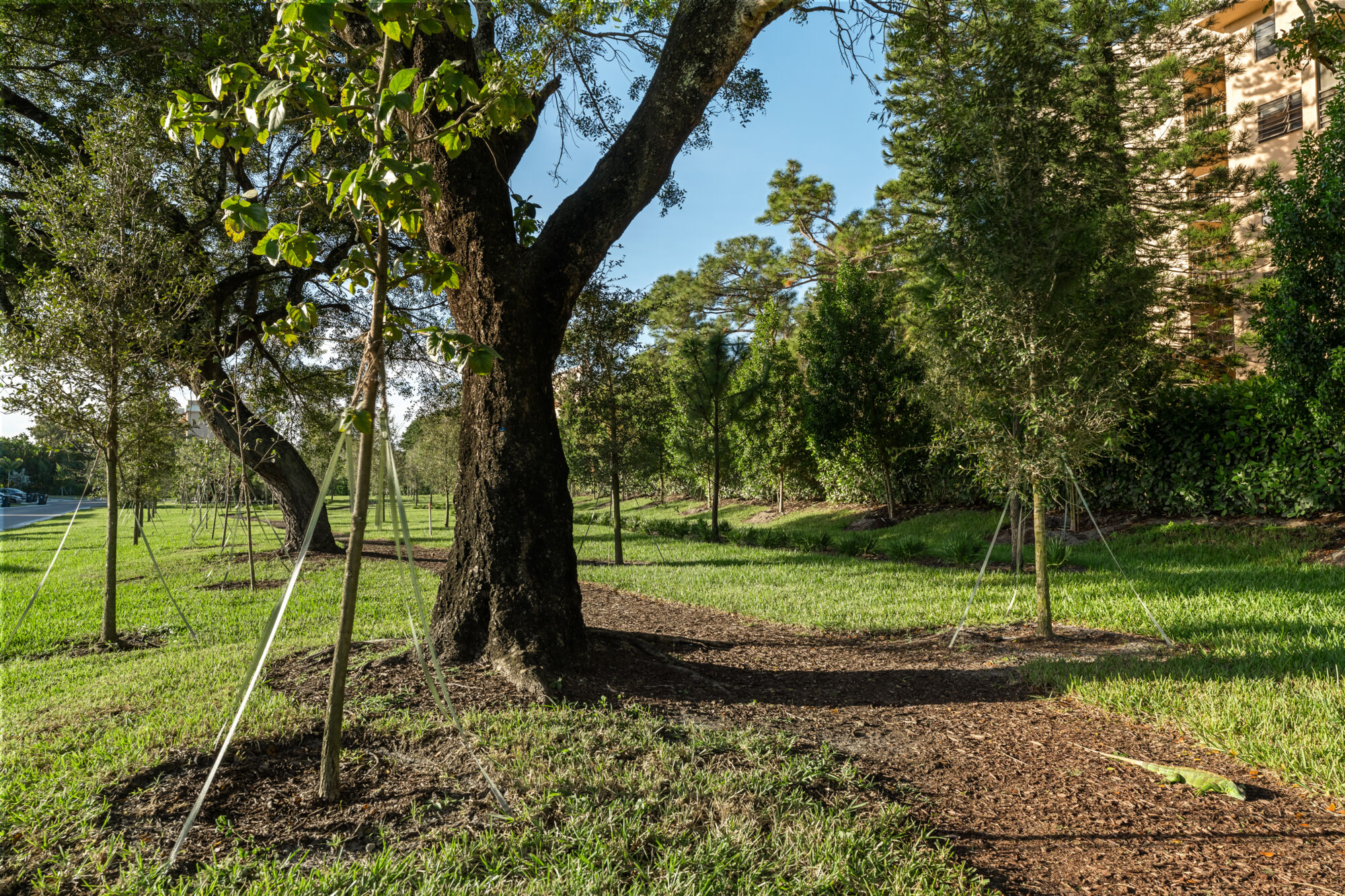 Forest - Community Trails
